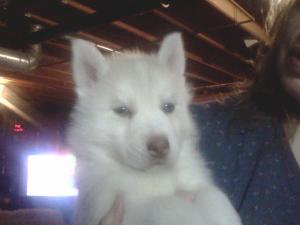 BeautifulSiberianPupsforsale